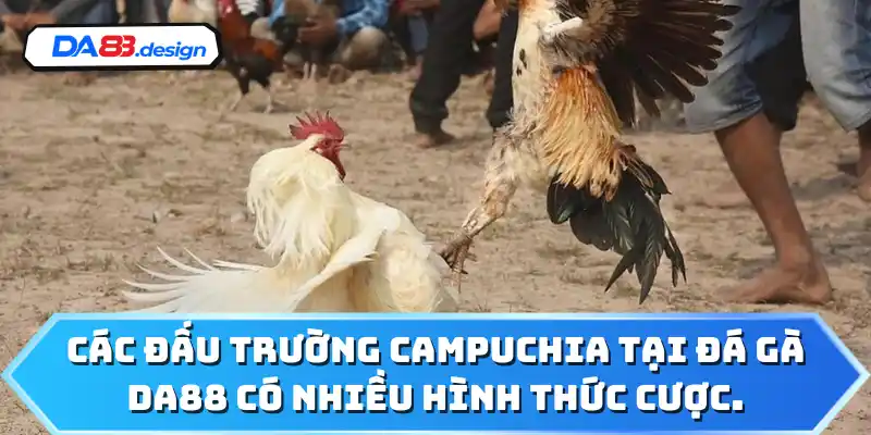 Các đấu trường Campuchia tại đá gà DA88 có nhiều hình thức cược.